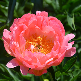 Plant Photo 7