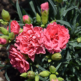 Plant Photo 8
