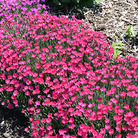 Plant Photo 1