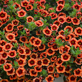 Plant Photo 1