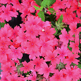 Plant Photo 8