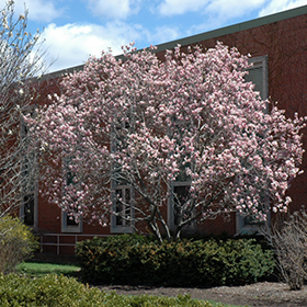 Saucer Magnolia (Magnolia x soulangeana) in Welland St. Catherines