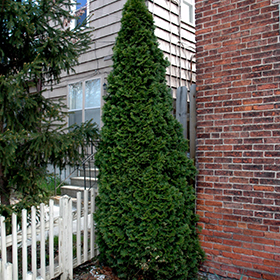 Plant Photo 9
