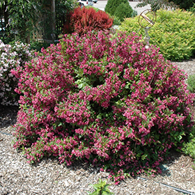 Plant Photo 5