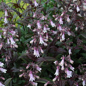 Plant Photo 4