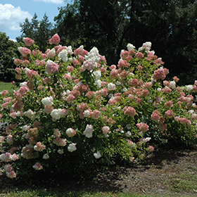 Plant Photo 9