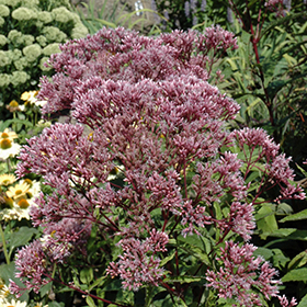 Plant Photo 3