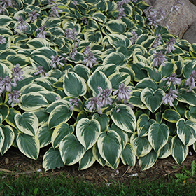 Plant Photo 2