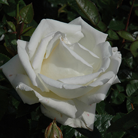 Plant Photo 5