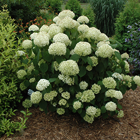 Plant Photo 10