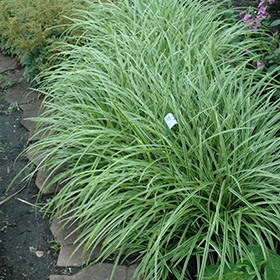 Plant Photo 10