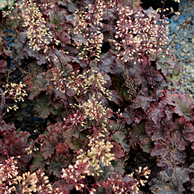 Plant Photo 4