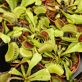 Plant Photo 3