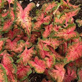Plant Photo 6