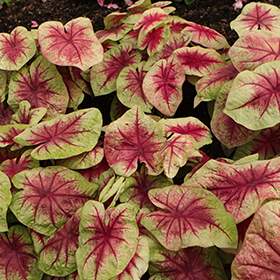 Plant Photo 1