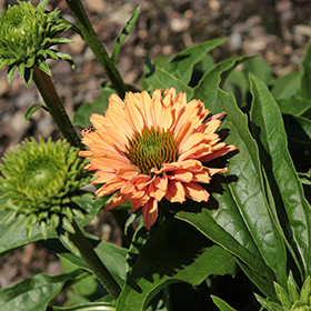 Plant Photo 4