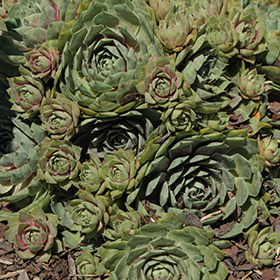 Plant Photo 10