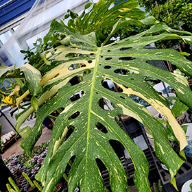 Plant Photo 4