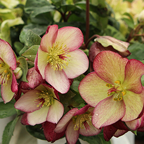 Plant Photo 9