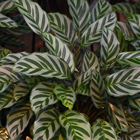 Plant Photo 5