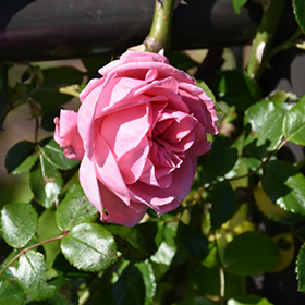 Plant Photo 5