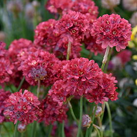 Plant Photo 2