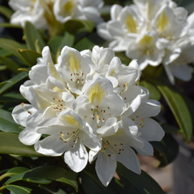 Plant Photo 10