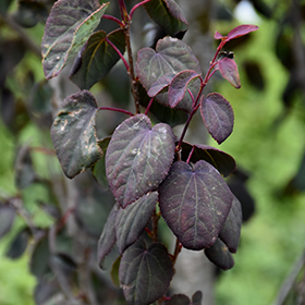 Plant Photo 5