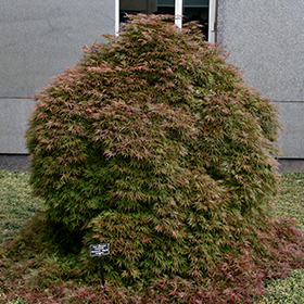 Plant Photo 5