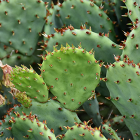 Plant Photo 9