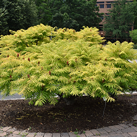Plant Photo 1
