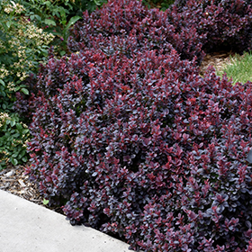 Plant Photo 4