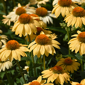 Plant Photo 7