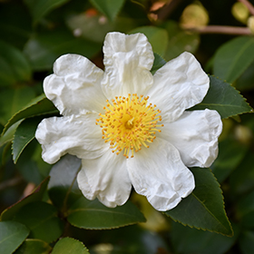 Plant Photo 5