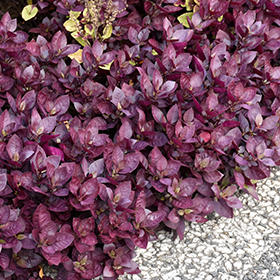 Plant Photo 6