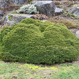 Plant Photo 9