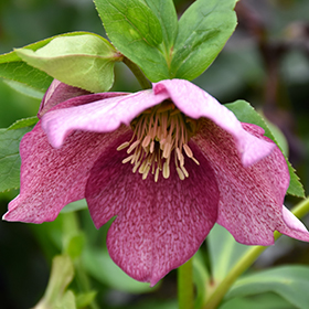Plant Photo 3