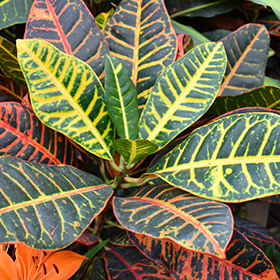 Plant Photo 7