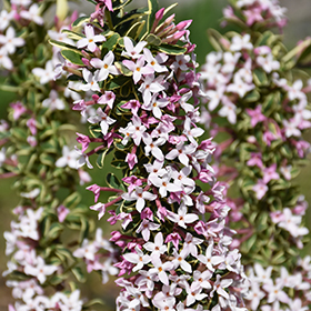 Plant Photo 9