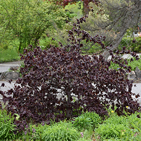 Plant Photo 9