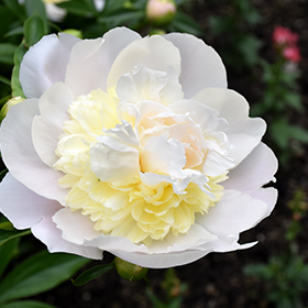 Plant Photo 7
