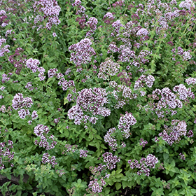 Plant Photo 5