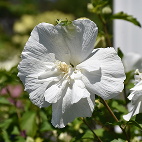 Plant Photo 1