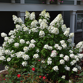 Plant Photo 7