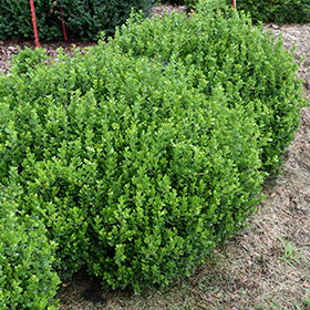 Plant Photo 7