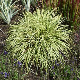 Plant Photo 2