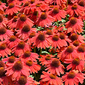 Plant Photo 4