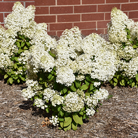 Plant Photo 10