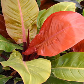 Plant Photo 2