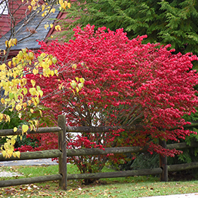 Plant Photo 1